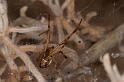 Latrodectus_hasselti_D7176_Z_88_Kidmans camp_Australie